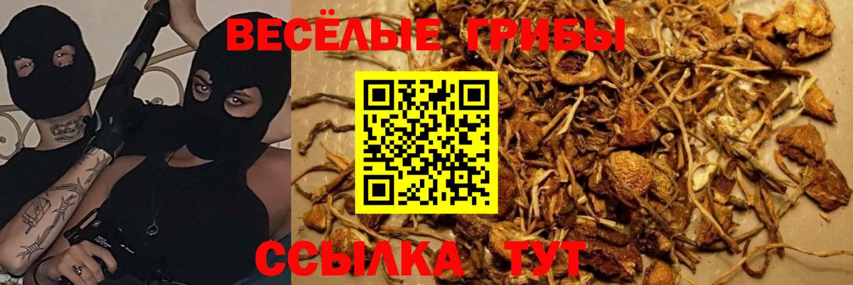 Галлюциногенные грибы MAGIC MUSHROOMS  Вход с VPN  Асино 